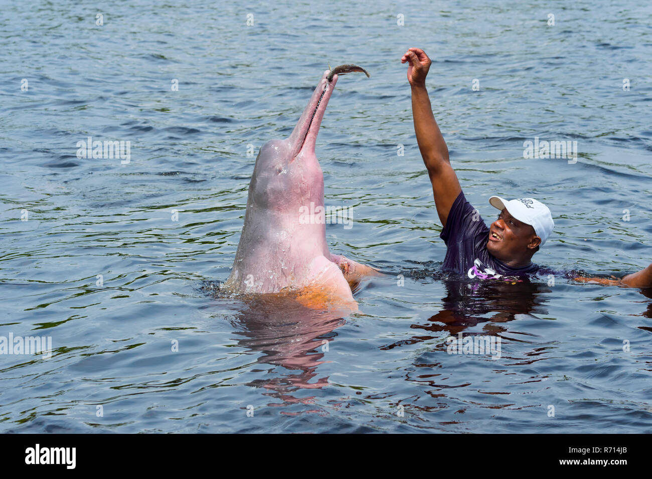 Amazon River Dolphin Boto Or Pink Amazon Dolphin Inia Geoffrensis Being Fed By Local Villager Rio Negro Manaus Stock Photo Alamy