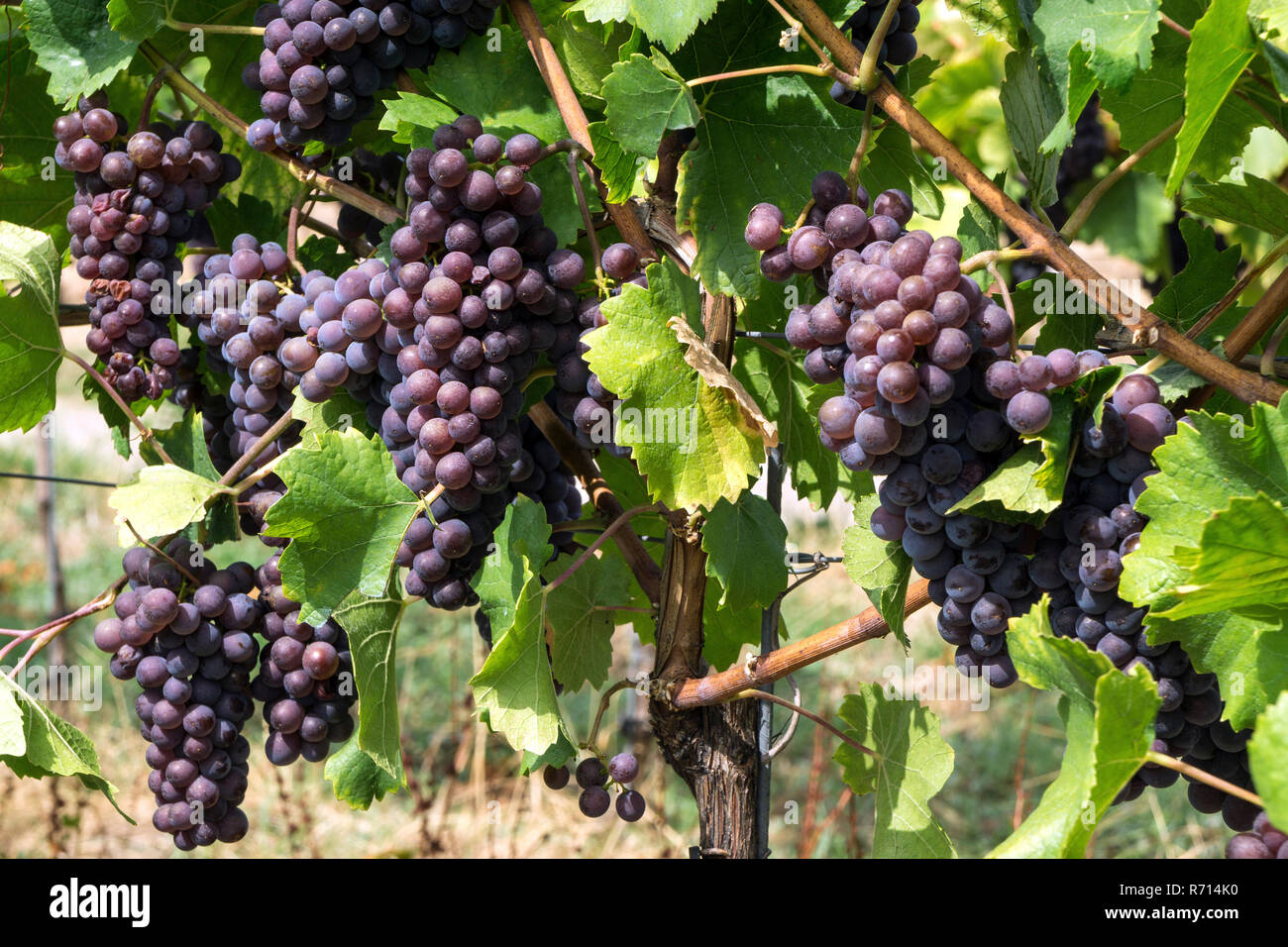 Blue grapes, grapes on vine, Dossenheim, Baden-Württemberg, Germany Stock Photo