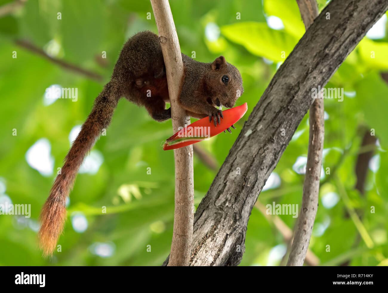 Closeup Squirrel Eating Red Flower Bud on a Tree Branch Stock Photo Alamy