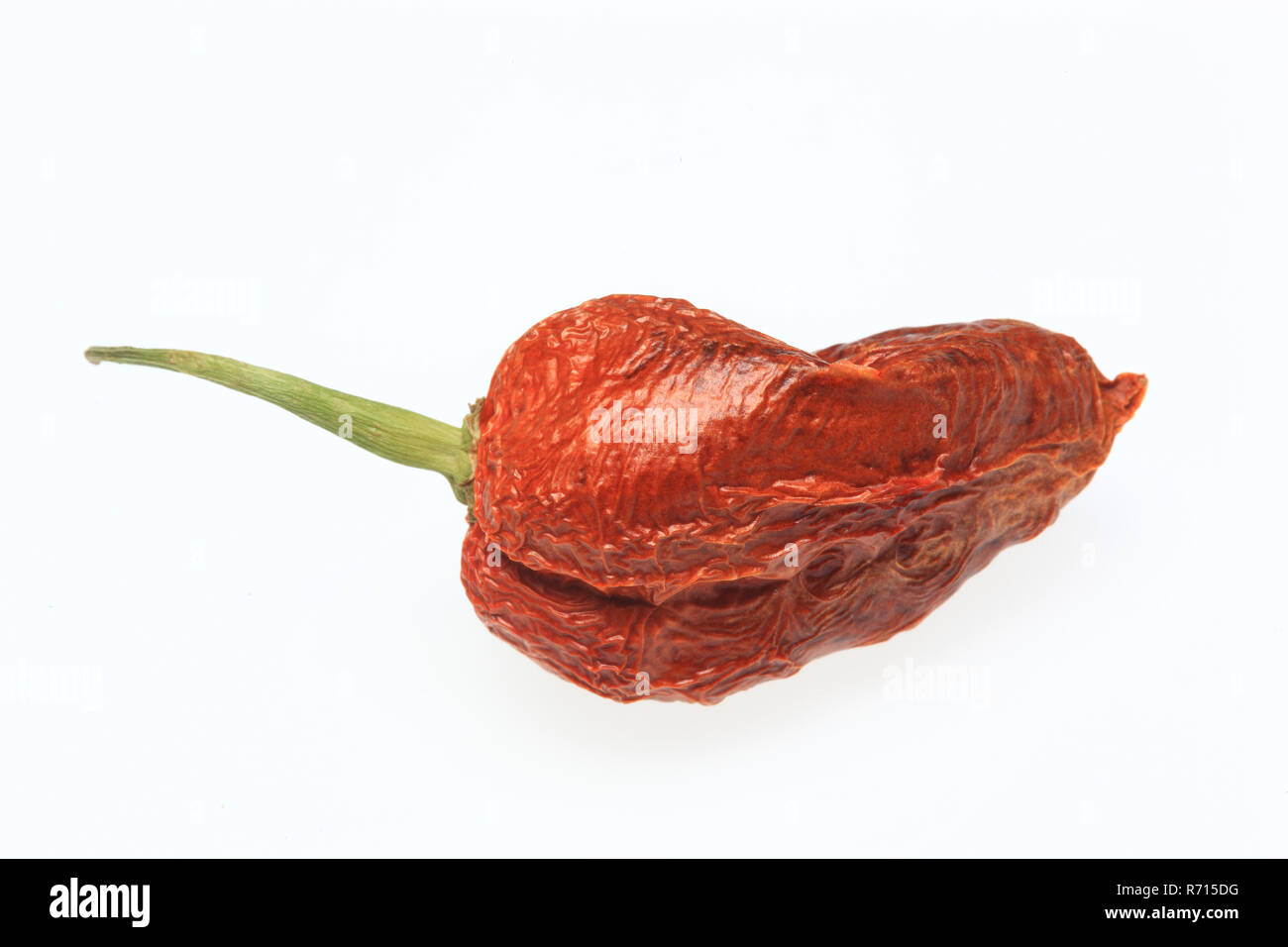 Dried Bhut-Jolokia- or Naga Jolokia chilli pepper, hottest chilli in the world, 2006 Guinness World Records Stock Photo