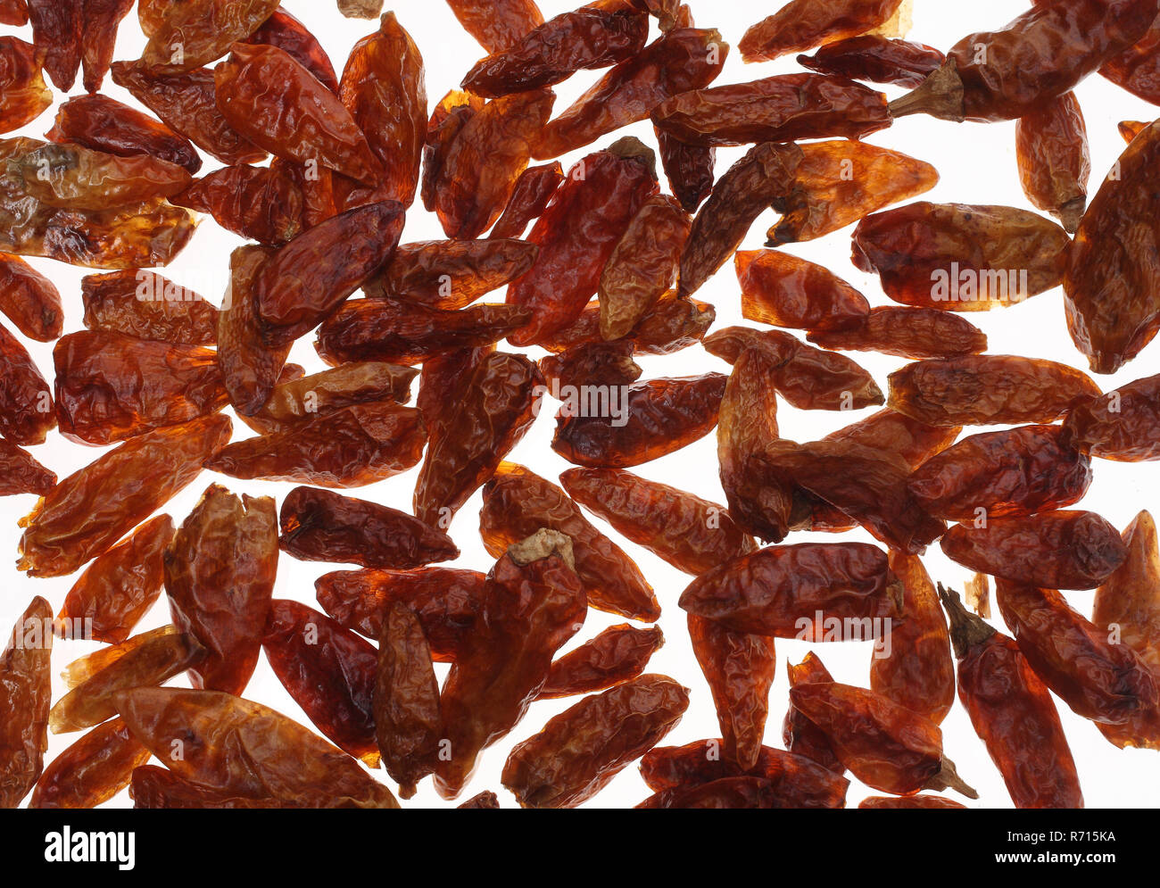 Pequin pepper, Chilltepin (Capsicum annuum 'Pequin'), wildgrowing chili Stock Photo Alamy