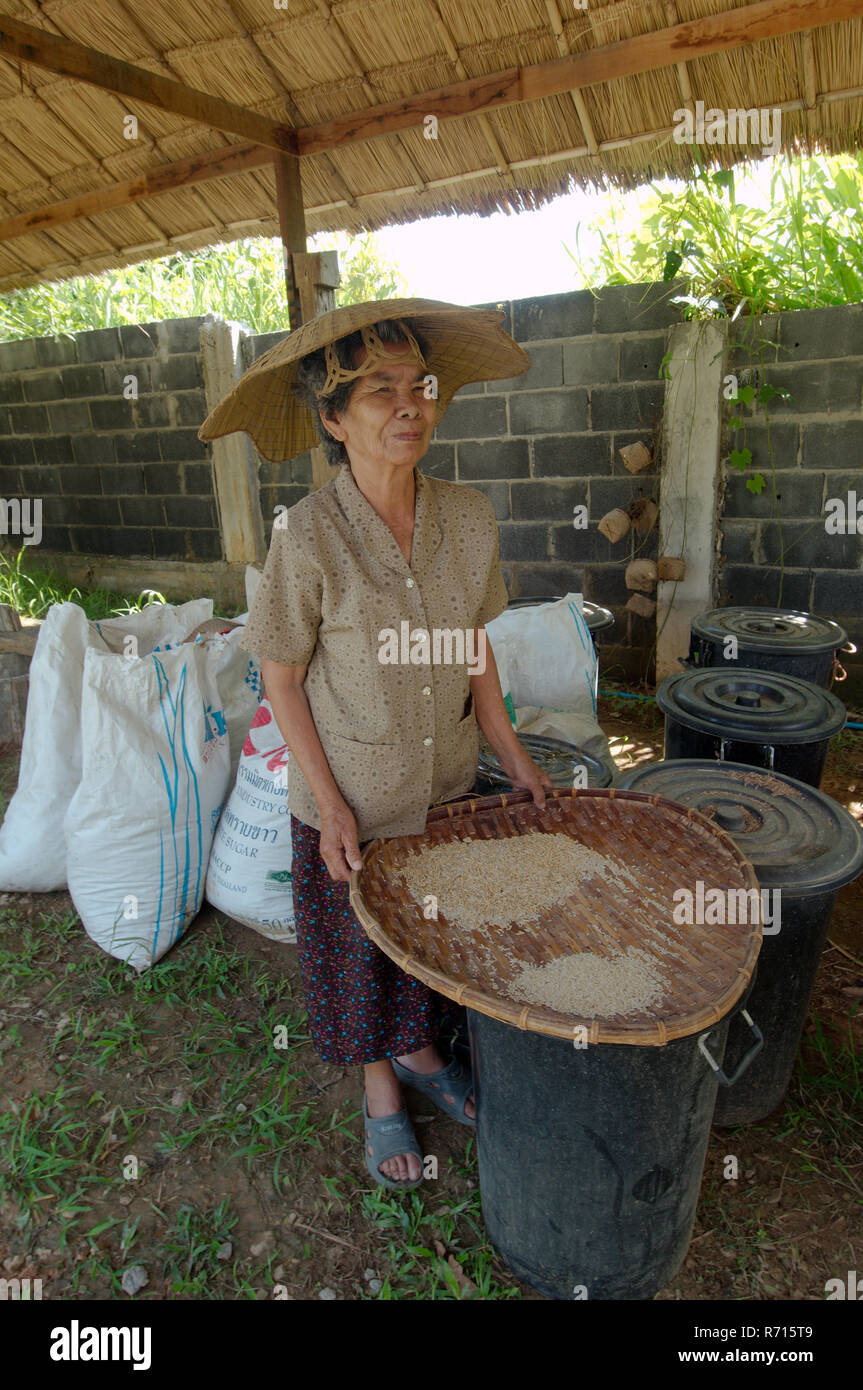 Cleaning rice hires stock photography and images Alamy