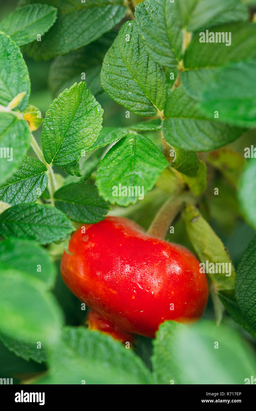 Close Up Red Rose Hip Or Rosehip. Rose Hips Contain Large Amounts Of Vitamins, Especially