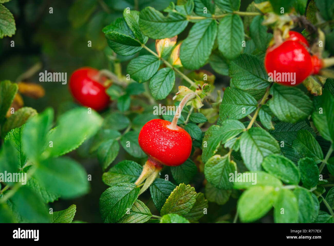 Red Rose Hip Or Rosehip. Rose Hips Contain Large Amounts Of Vitamins, Especially Vitamin C And