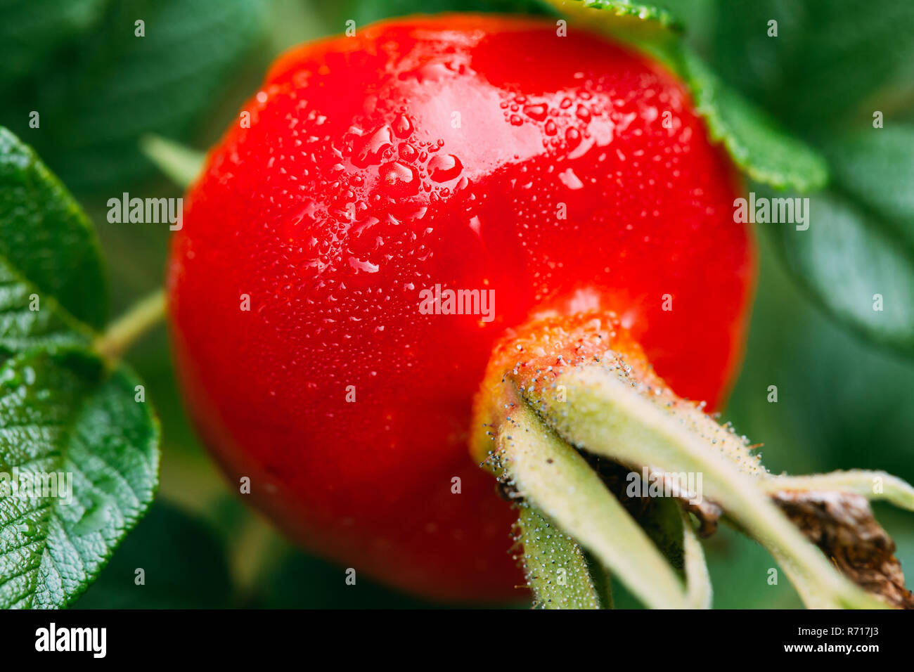 Close Up Red Rose Hip Or Rosehip. Rose Hips Contain Large Amounts Of Vitamins, Especially