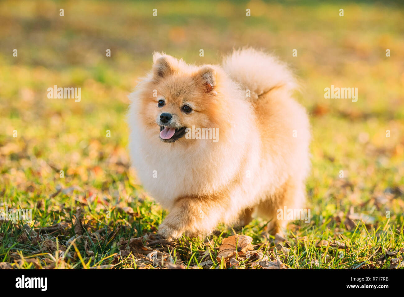 Funny Young Red Puppy Pomeranian Spitz Puppy Dog Happy Play Outdoor In Autumn Grass. Stock Photo