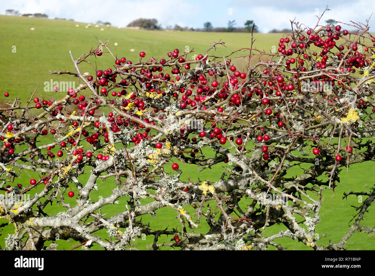 Close-up of a ripe red hawthorn berry bush with about two hundred red berries on it,  Crataegus monogyna, in late autumn, cuckmere Haven, south downs  Stock Photo