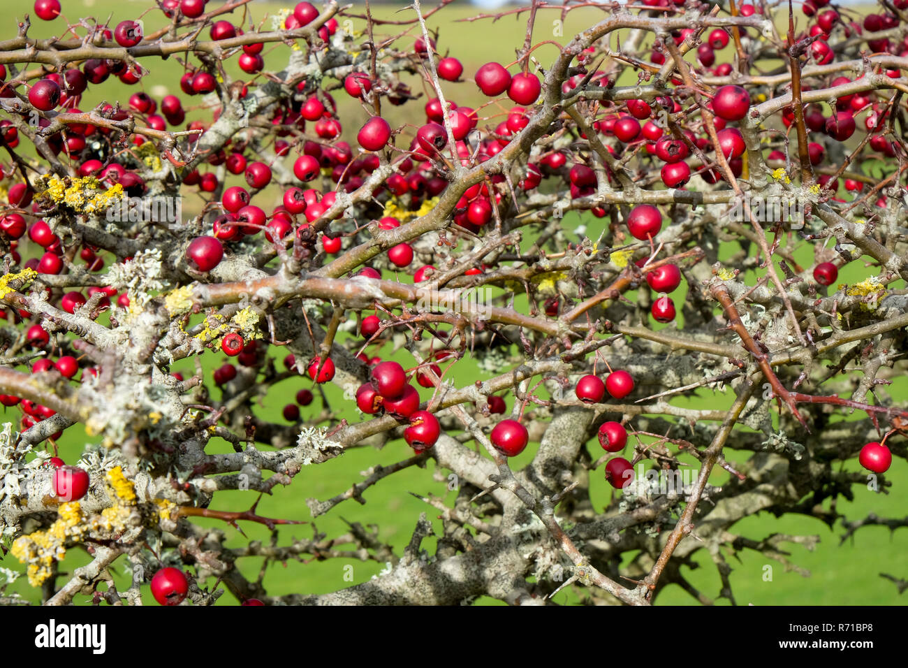 Close-up of a ripe red hawthorn berry bush with about two hundred red berries on it,  Crataegus monogyna, in late autumn, cuckmere Haven, south downs  Stock Photo