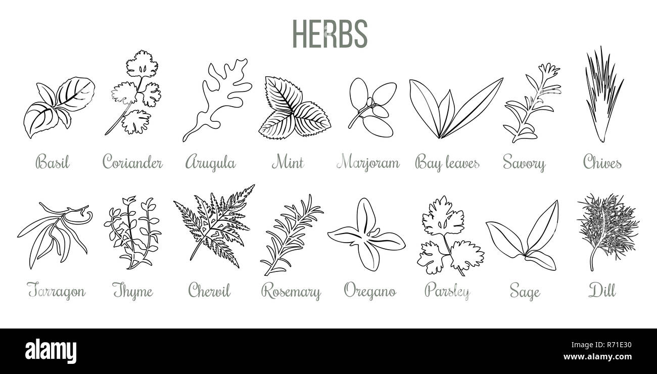Set of popular culinary herbs. realistic style. icon outline sketch ...