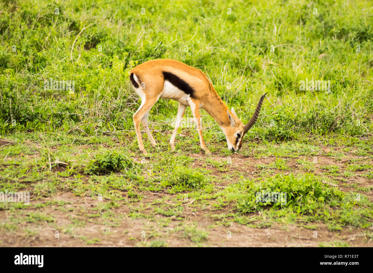Thomson gazelle grazing in the savannah of ambosseli Stock Photo - Alamy
