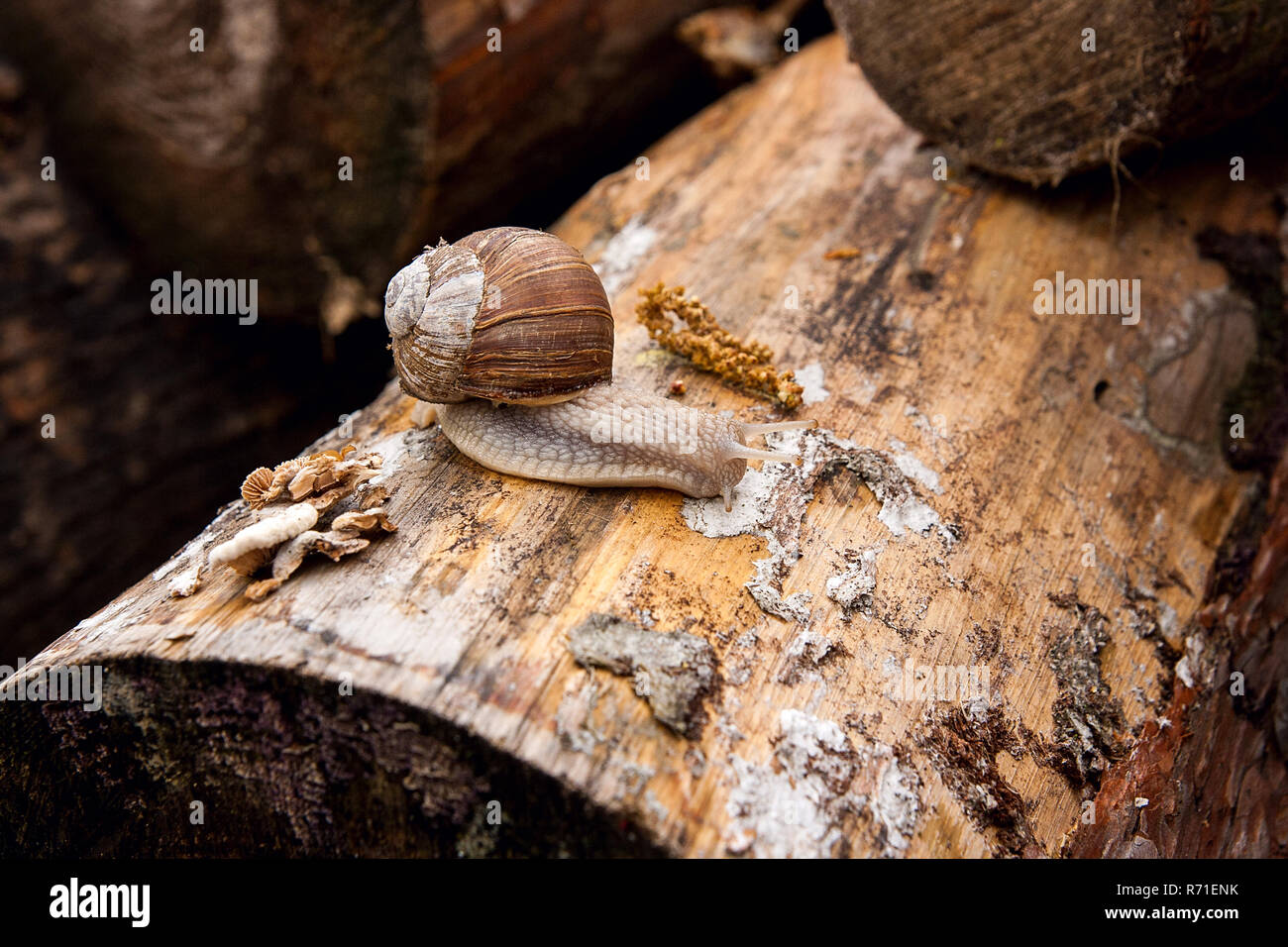 Burgundy snail (Helix pomatia, Roman snail, edible snail, escargot) crawling on its road. Close up view of big snail on the trunk of old tree. Mold gr Stock Photo