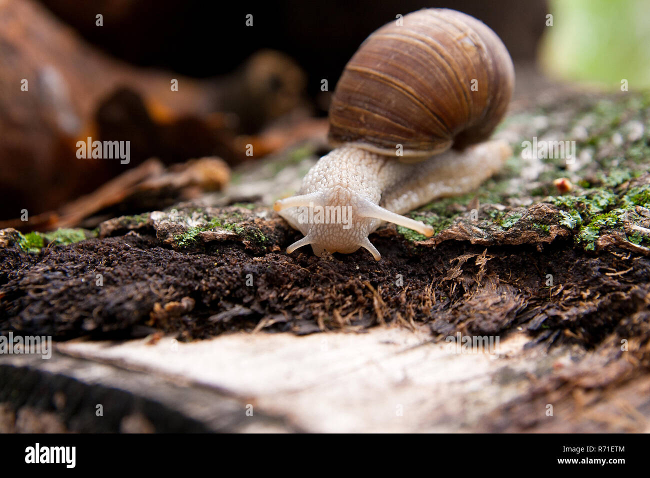 Burgundy snail (Helix pomatia, Roman snail, edible snail, escargot) crawling on its road. Close up view of brown tree bark with moss and fungus. Big s Stock Photo