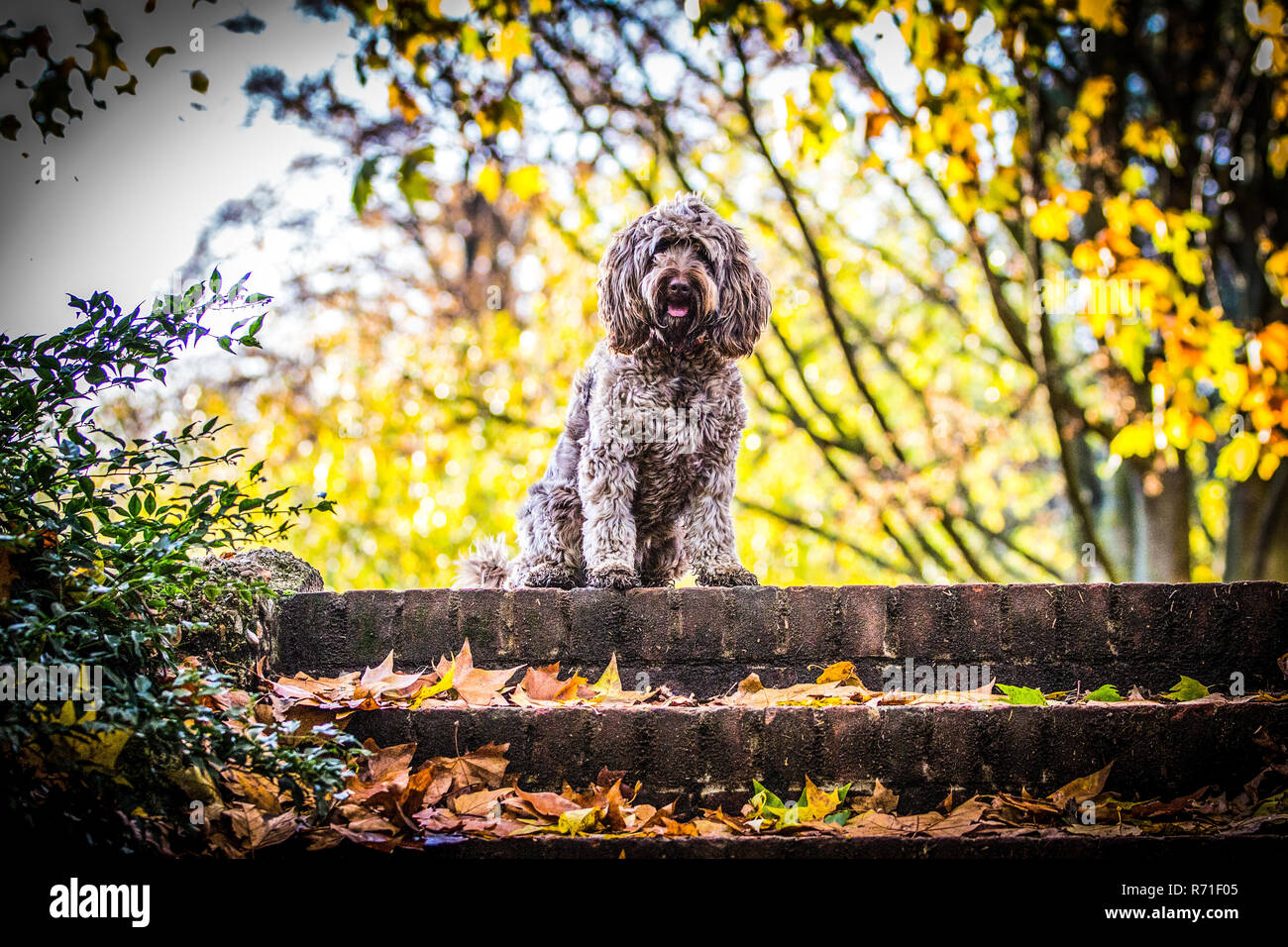 Cockapoo in Richmond Park Stock Photo