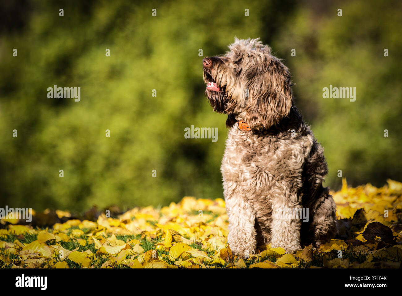 Cockapoo in Richmond Park Stock Photo