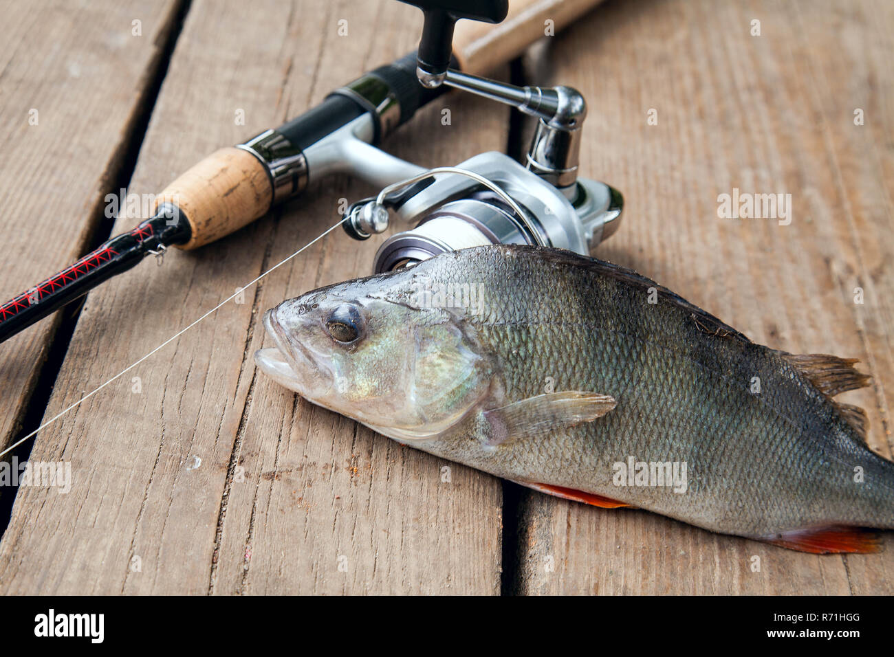https://c8.alamy.com/comp/R71HGG/freshwater-perch-and-fishing-rod-with-reel-lying-on-vintage-wooden-background-fishing-concept-trophy-catch-big-freshwater-perch-fish-just-taken-fr-R71HGG.jpg
