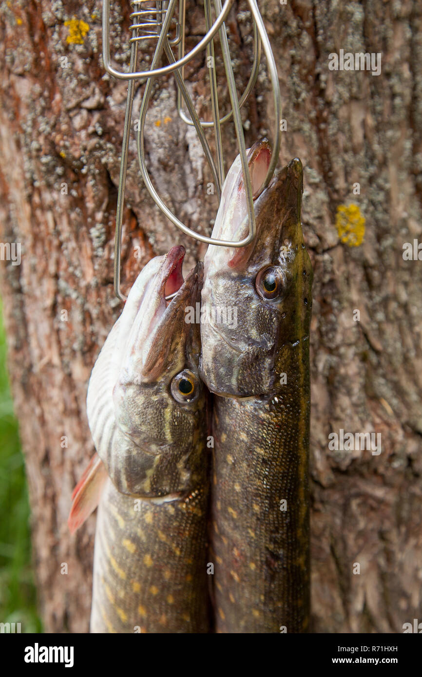 Caught pike hi-res stock photography and images - Page 11 - Alamy