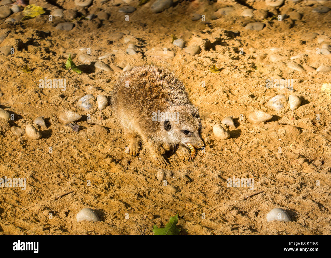 Suricata_suricatta hi-res stock photography and images - Alamy