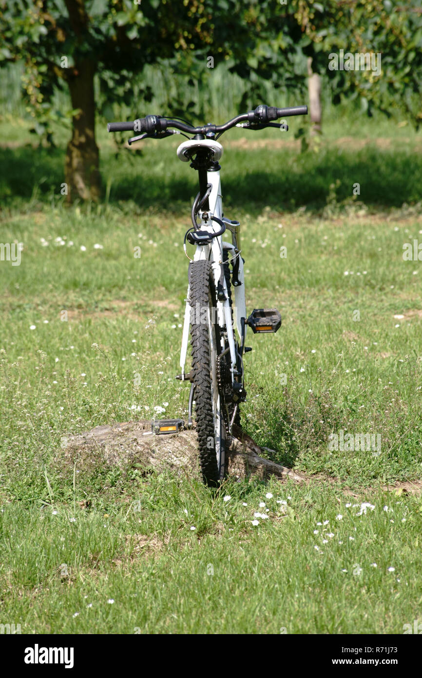 bicycle in the cherry grove Stock Photo