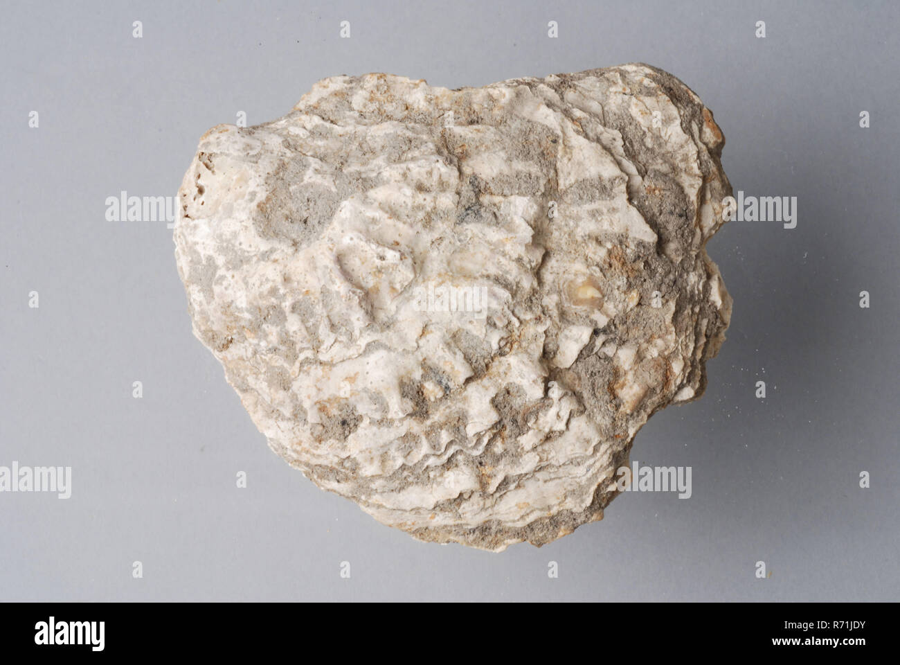 Oyster shell on the ground hires stock photography and images Alamy