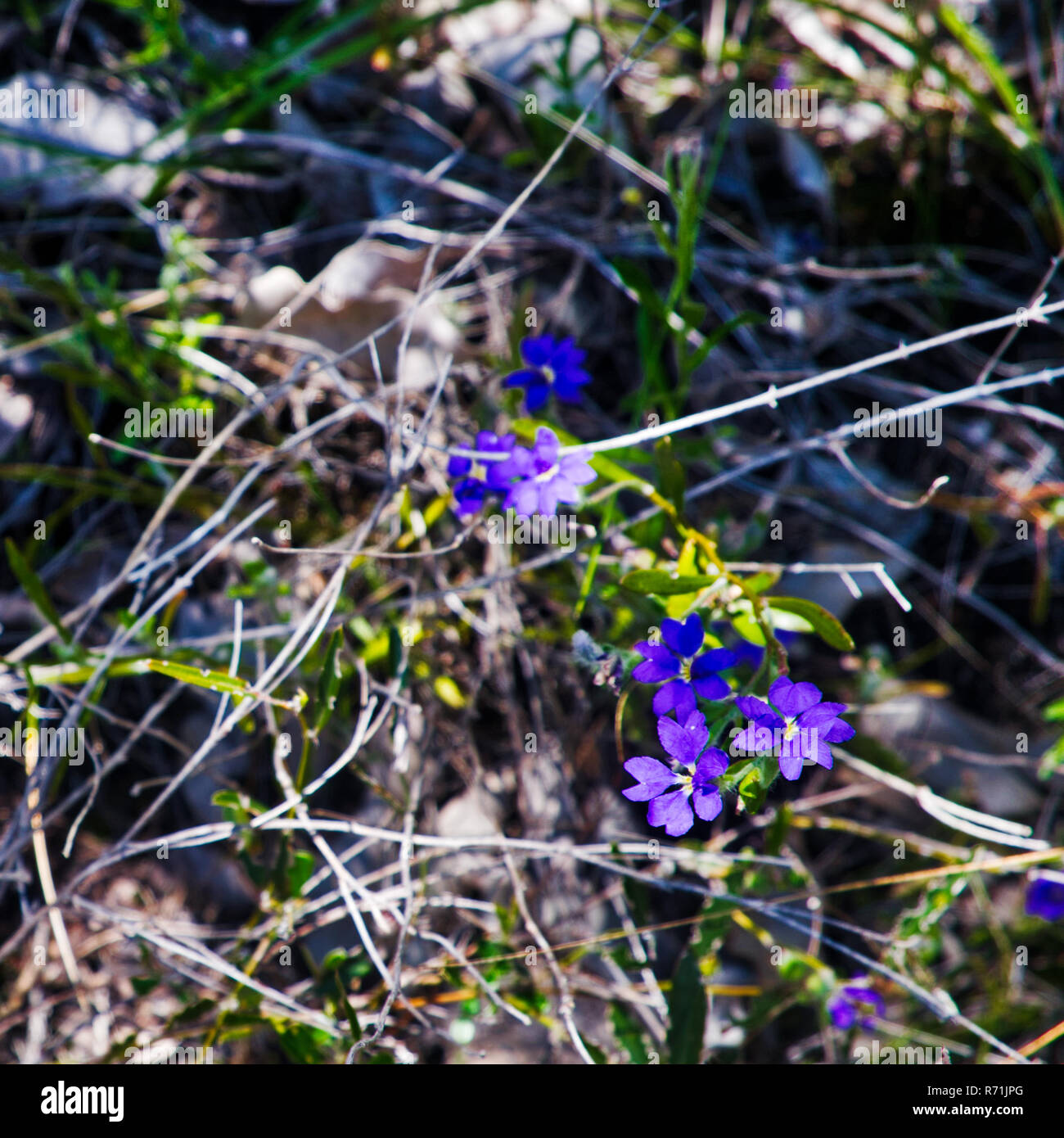 Tall yellow wildflowers hi-res stock photography and images - Alamy
