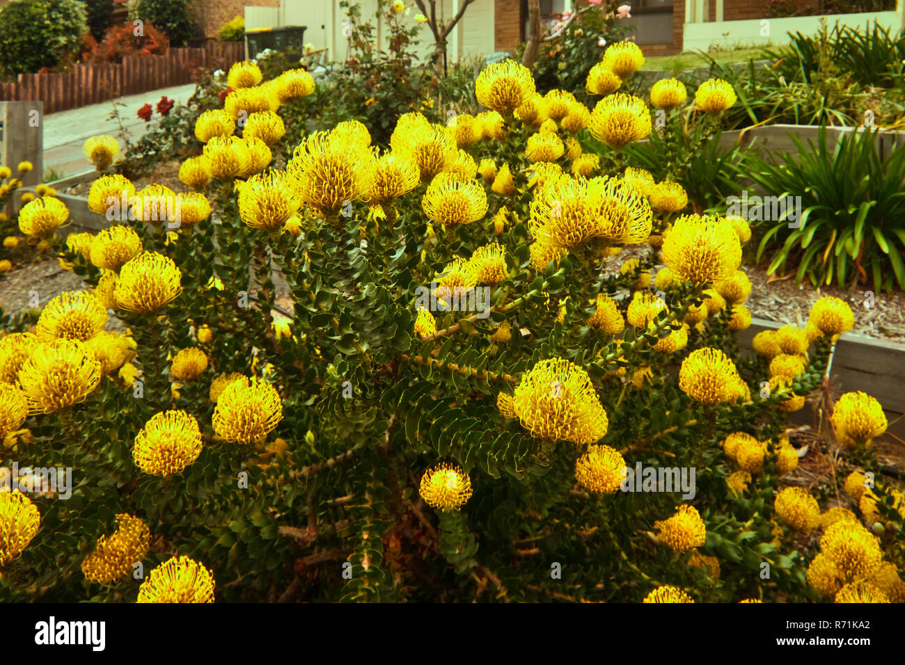 Yellow Flowering Grevillia Spring Wildflowers Stock Photo