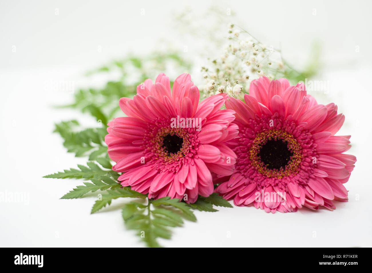 pink gerbera on white background Stock Photo