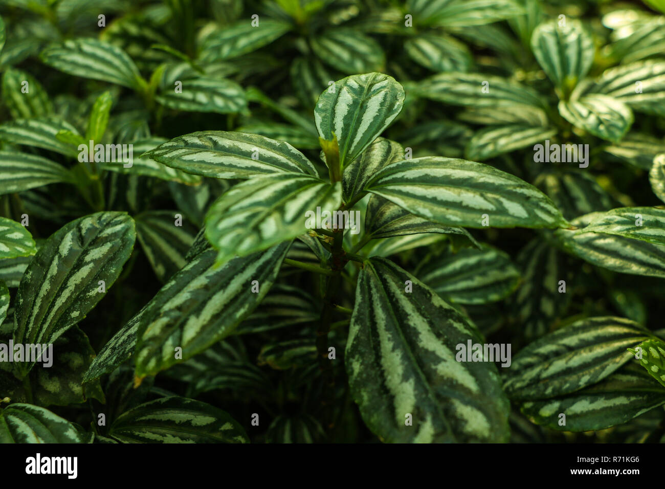 Lush foliage of decorative plant Pilea cadierei Alumnium Plant . Natural green background Stock Photo
