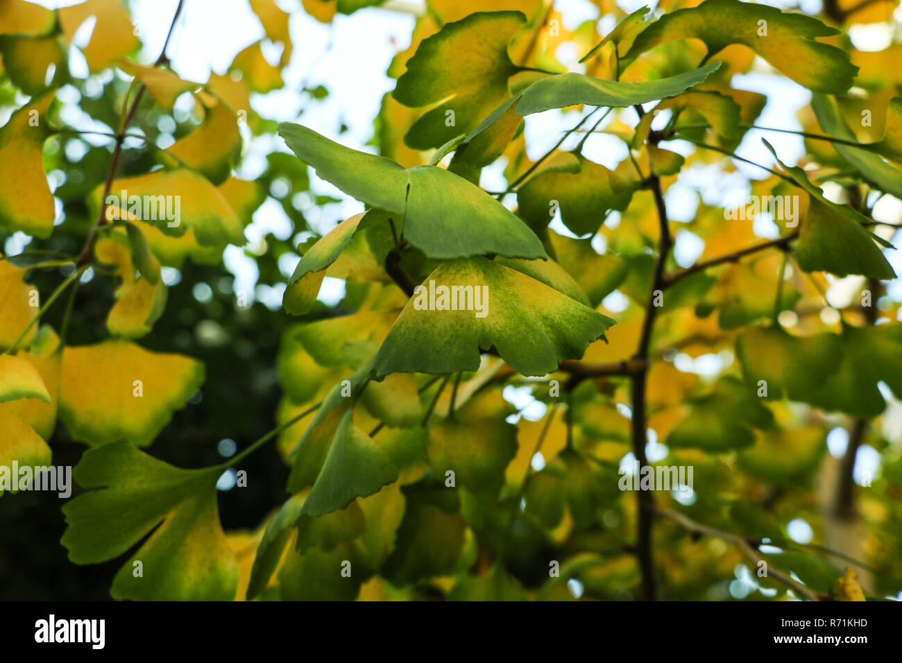 ginkgo tree with yellow leaves Ginkgo biloba in autumn Stock Photo