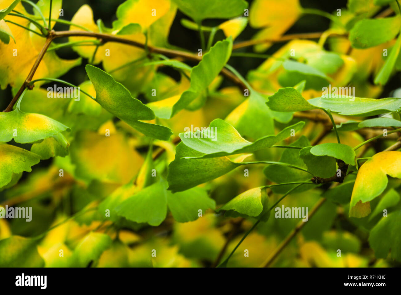 Ginkgo biloba tree branch with leafs against lush green background Stock Photo