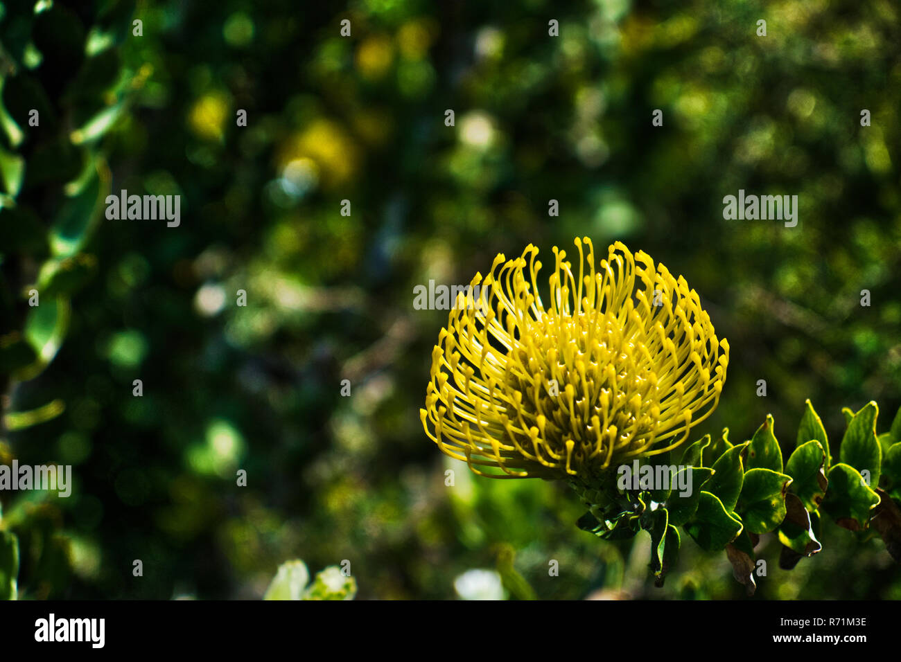 yellow grevillea springtime native wildflower Stock Photo