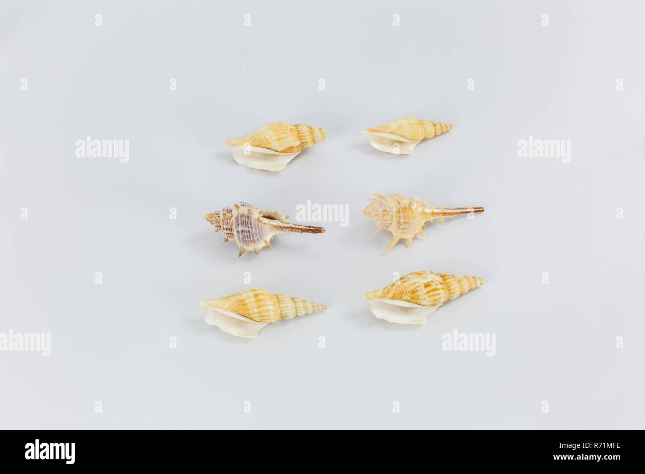 sea shells on white background Stock Photo