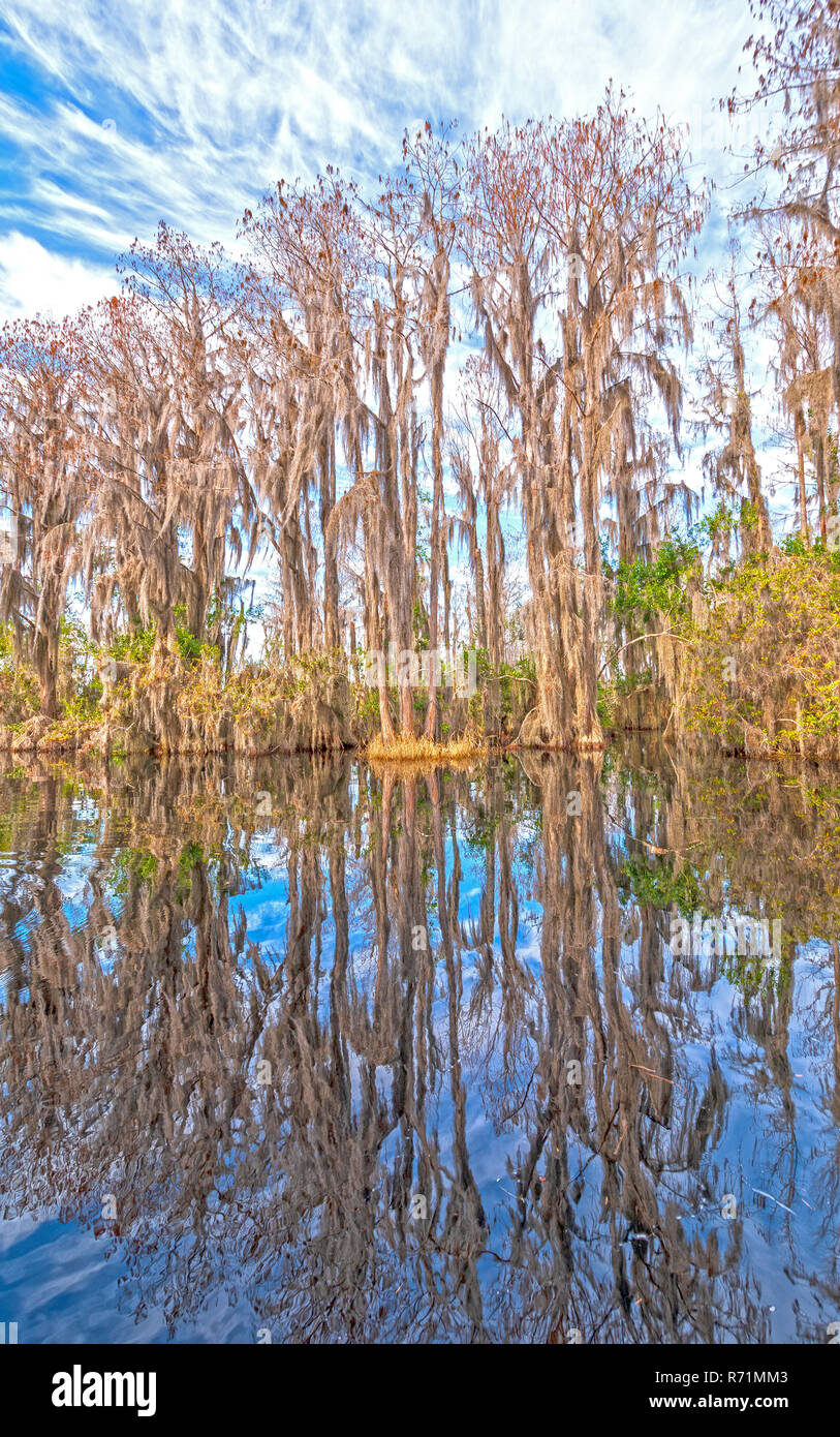 Freshwater swamp forest hires stock photography and images Alamy