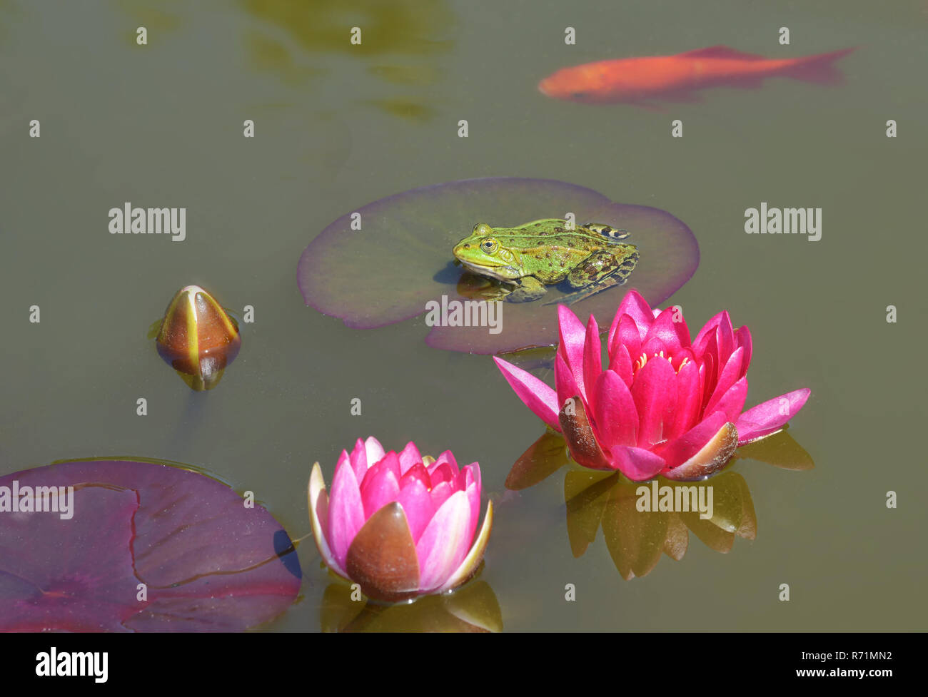 Frogs and lilies hires stock photography and images Alamy