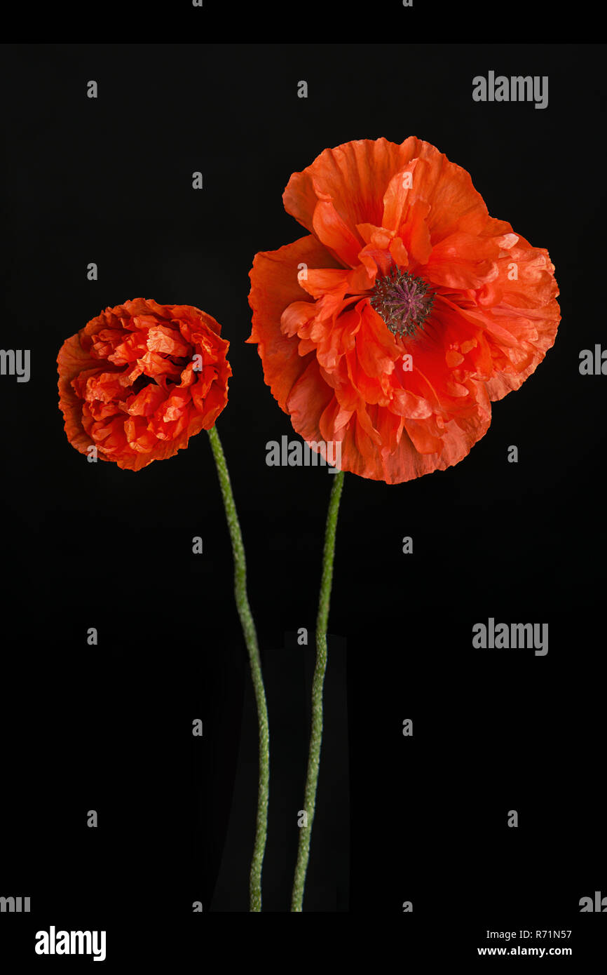 Poppy flowers black white hi-res stock photography and images - Alamy