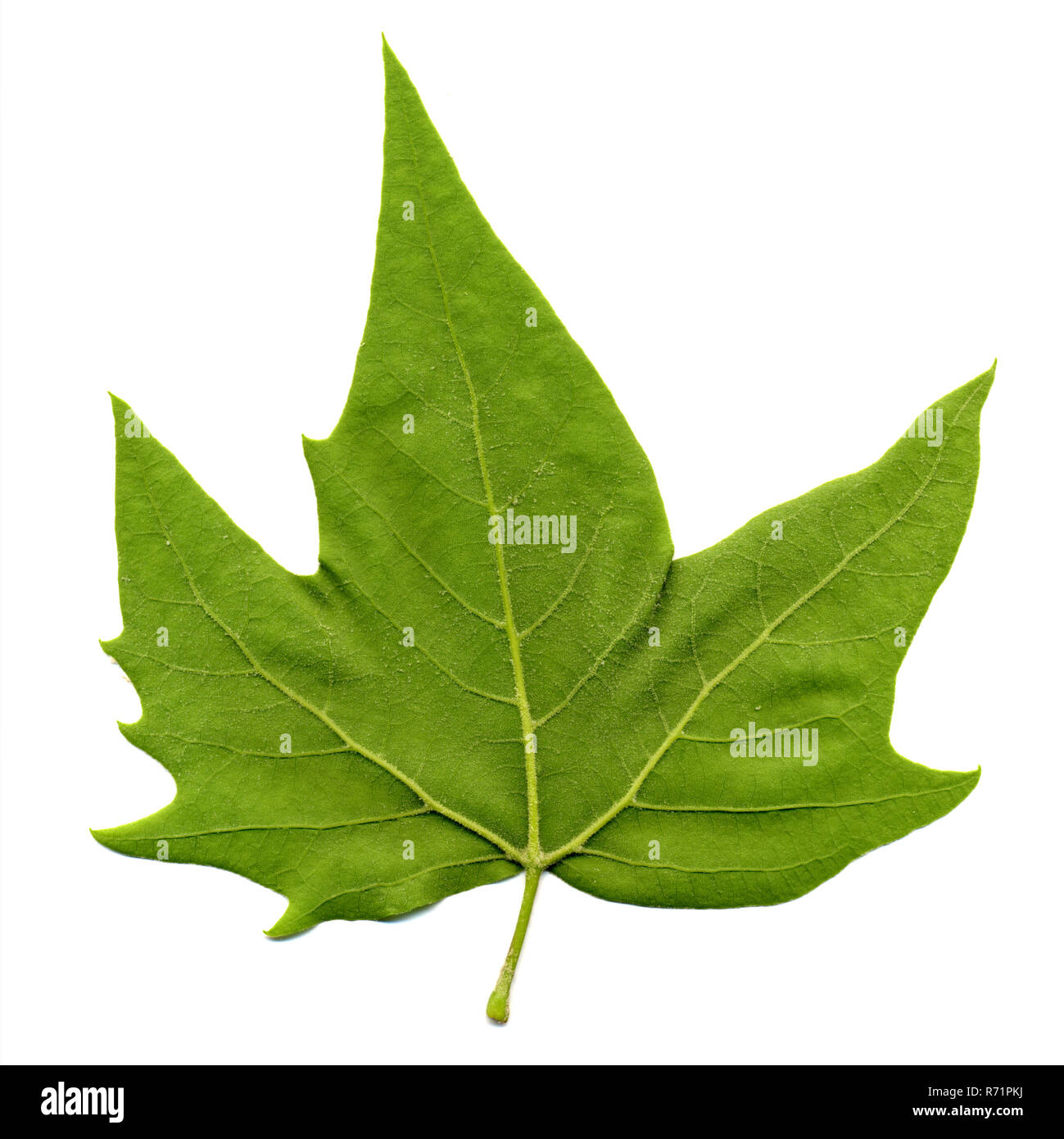 Cut leaf plane tree hi-res stock photography and images - Alamy