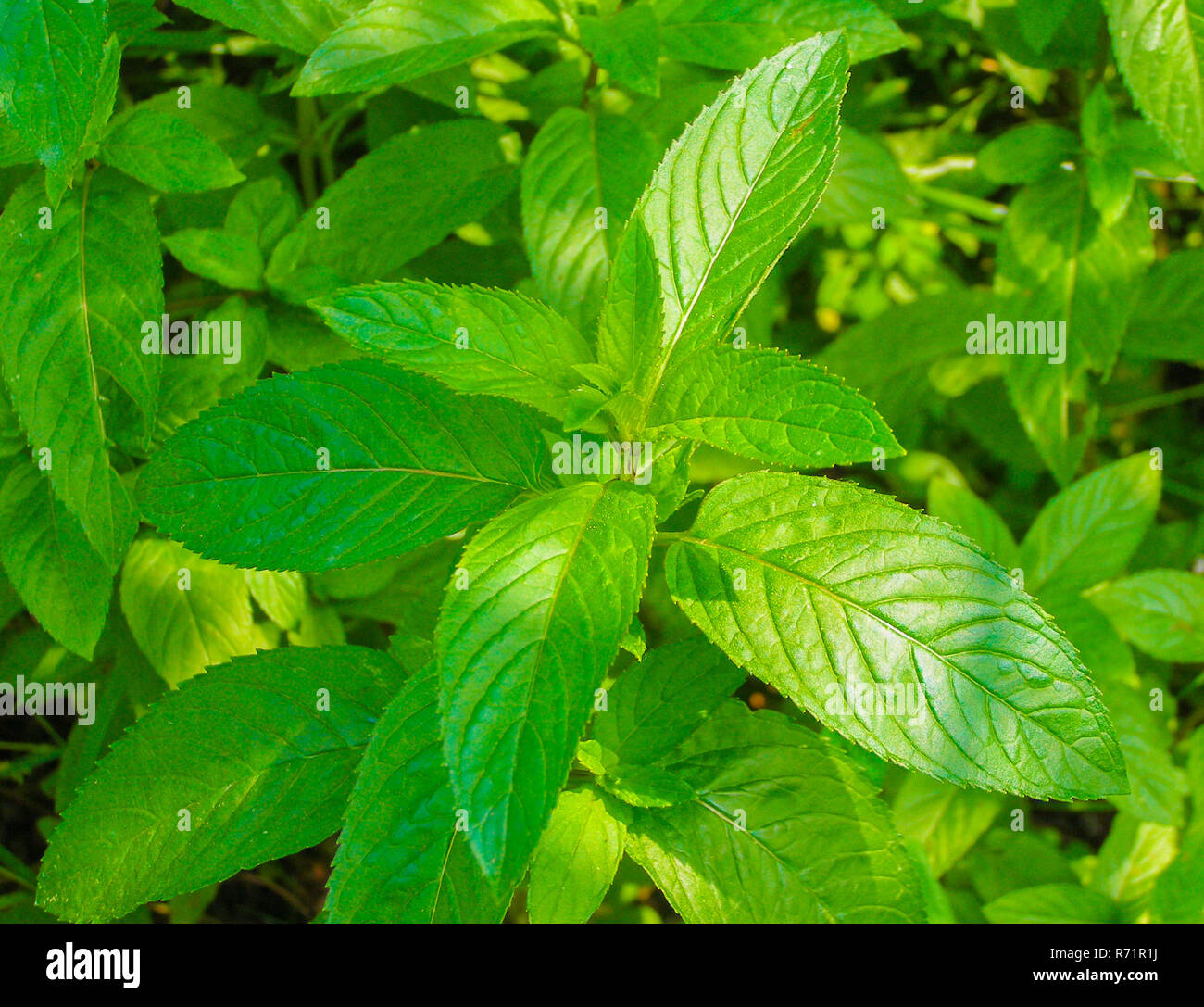 peppermint (Mentha piperita) plant Stock Photo - Alamy