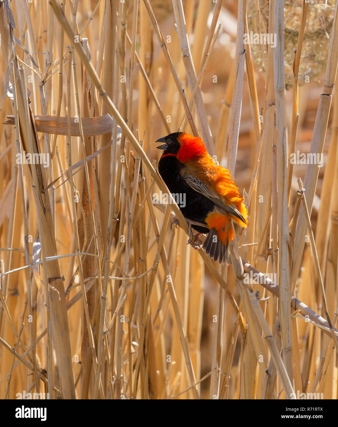 Bird: Southern red bishop, breeding plumage, South Africa Stock Photo