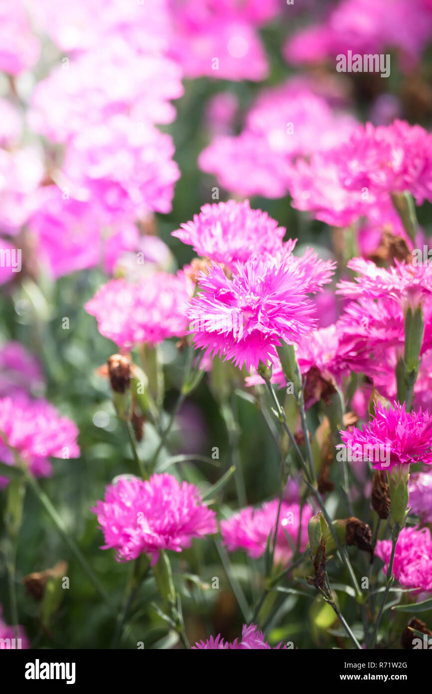 The background image of the colorful flowers Stock Photo - Alamy
