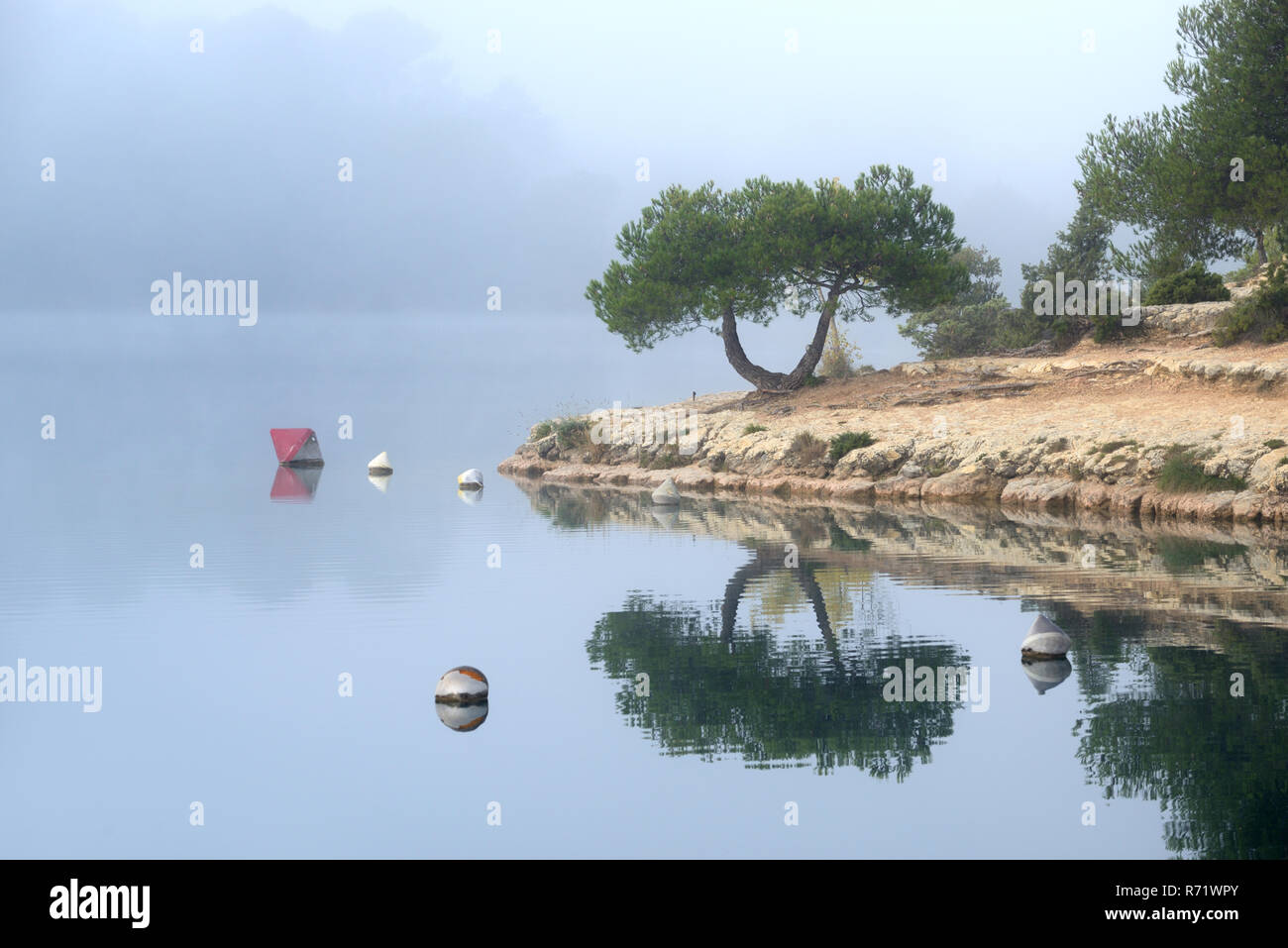 Mirror Image or Reflected Image of a Single Tree on the Banks of Esparron Lake, in the Verdon Regional Park, Alpes-de-Haute-Provence Provence France Stock Photo