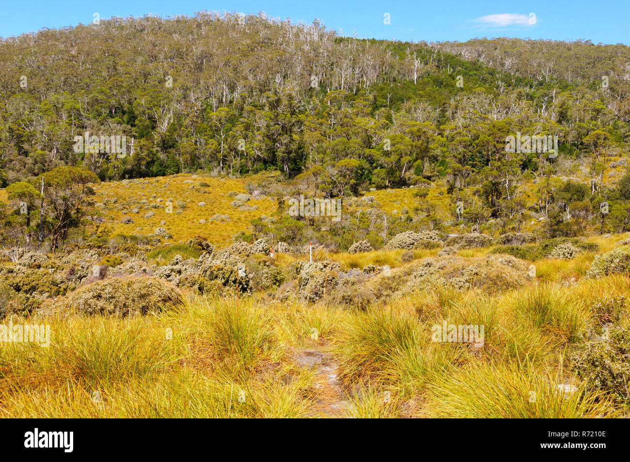 Dove Canyon Trail Cradle Mountain Stock Photo Alamy