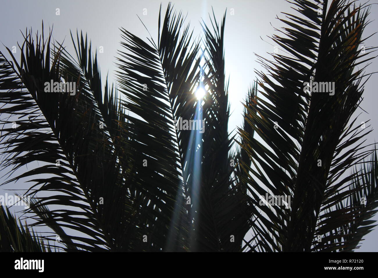 Through the palm tree hi-res stock photography and images - Alamy