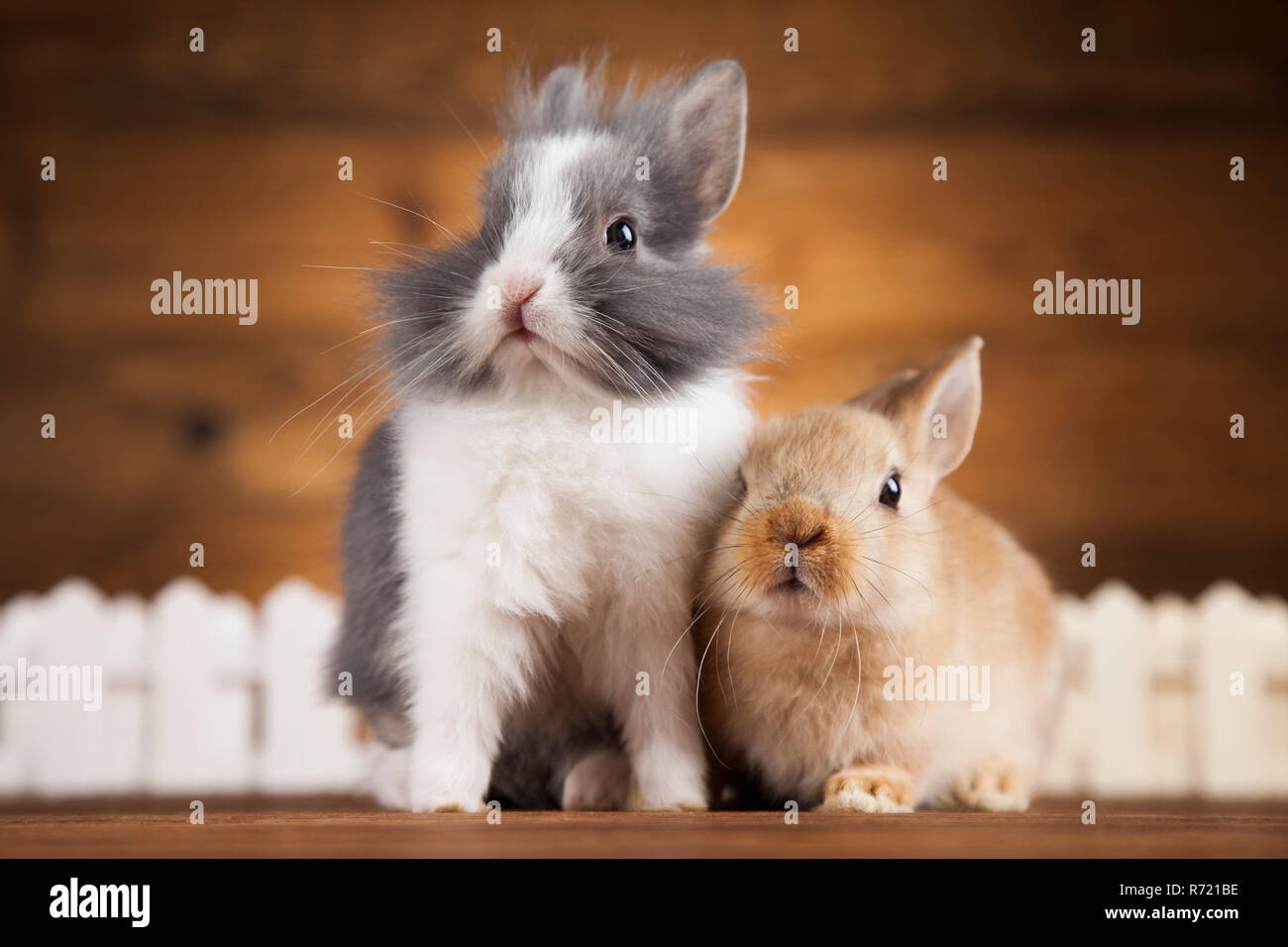 Rabbit and Bunny Stock Photo - Alamy