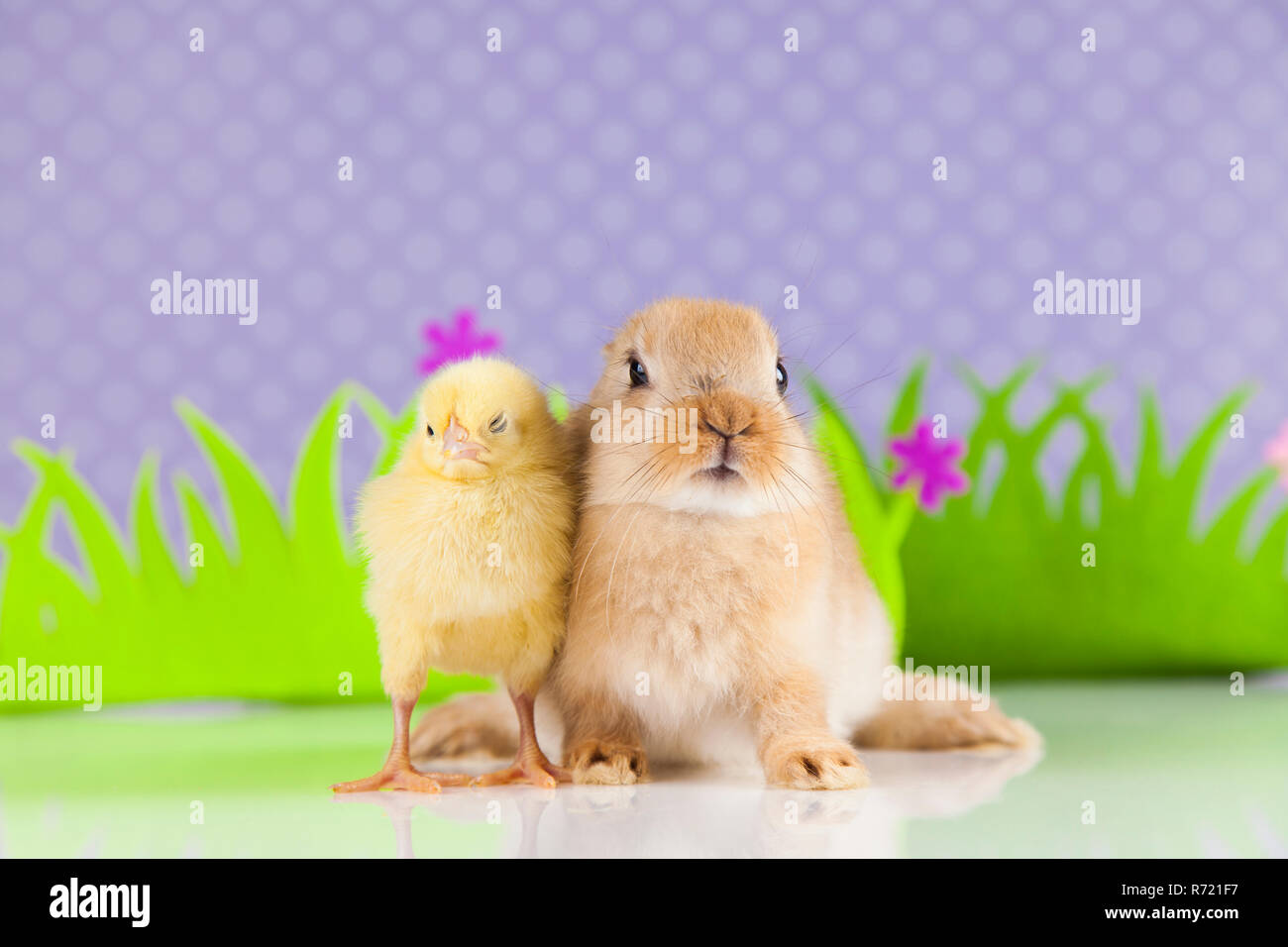 Female Rabbit Chicken Little Little chick on rabbit Stock Photo - Alamy