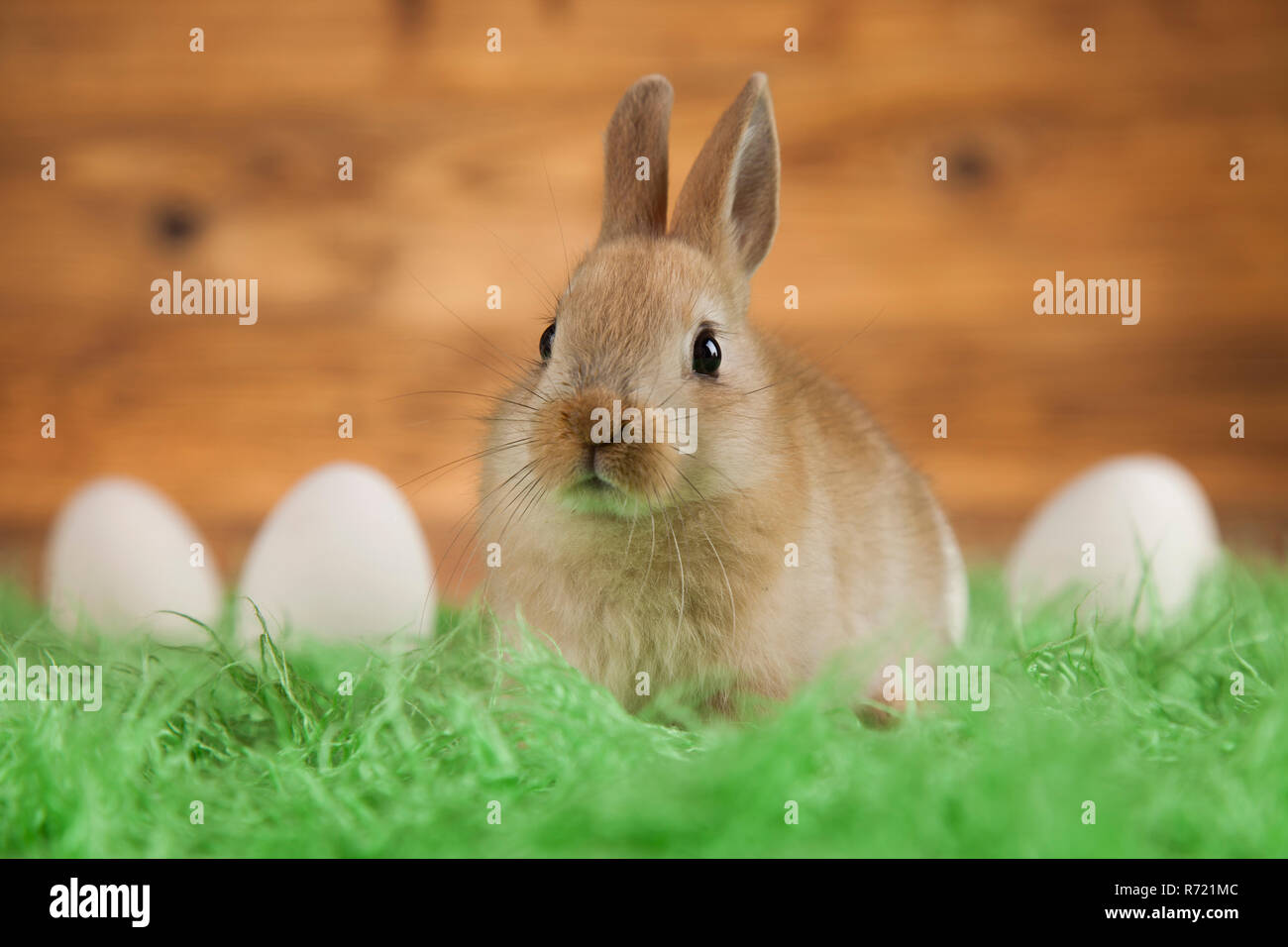 Rabbits with Easter on wooden background Stock Photo