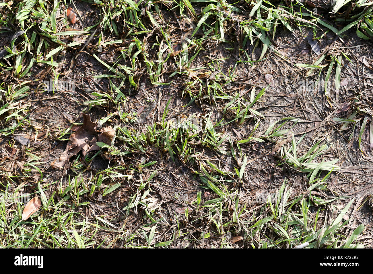 textures of dirty and wet ground with grass. background Stock Photo Alamy