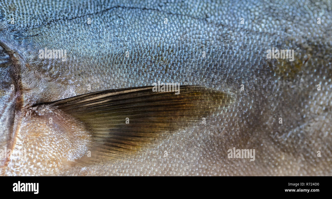Tuna fish scales closeup hi-res stock photography and images - Alamy