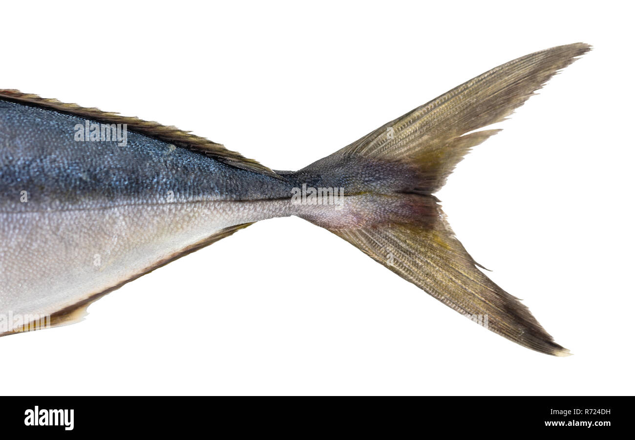 Tuna tail hires stock photography and images Alamy