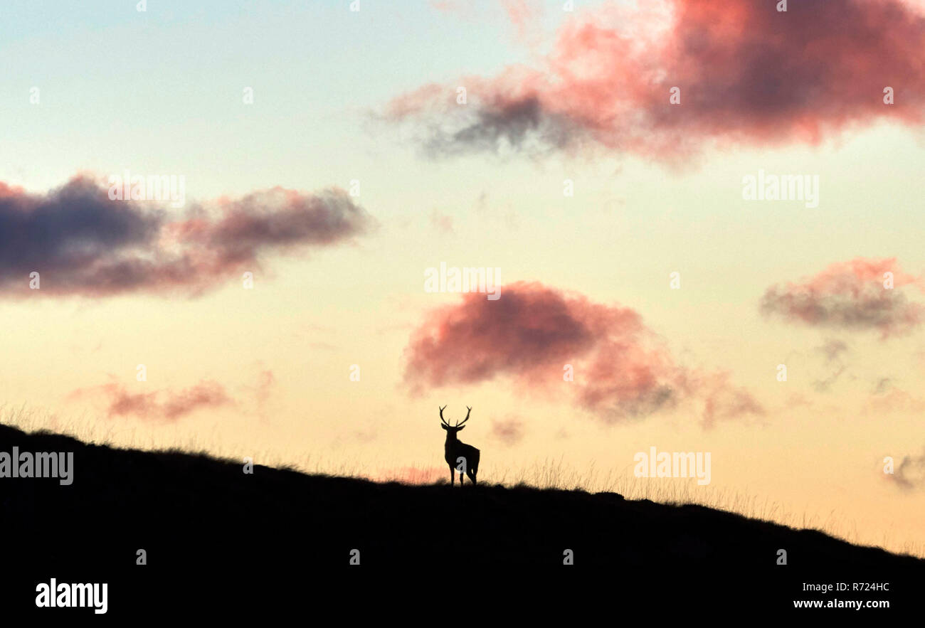 Stag silhouetted against a sunset, Gruinard Bay, Wester Ross, North West Highland, Scotland, UK Stock Photo