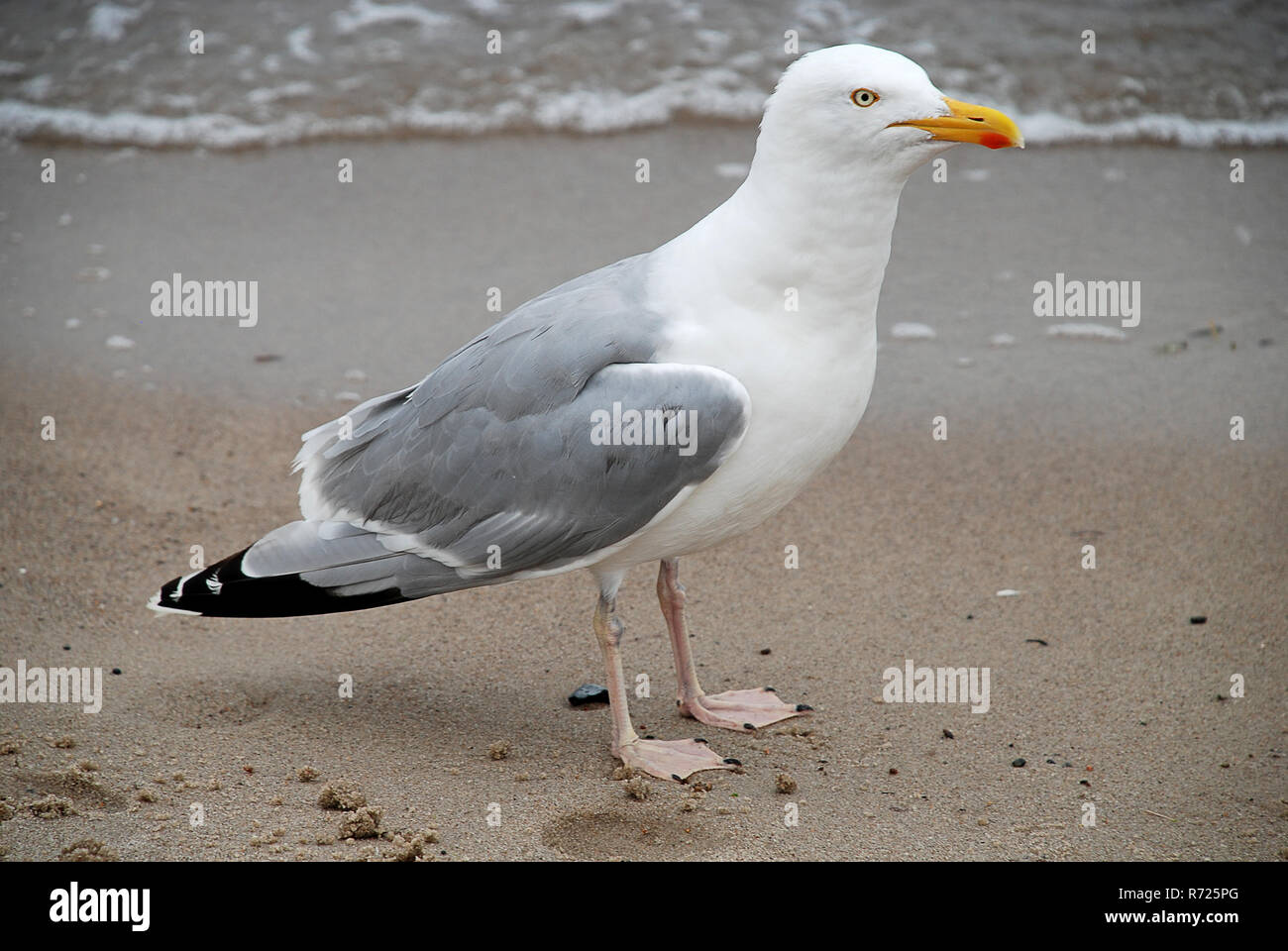 Seagull at the Baltic Sea, Germany Stock Photo