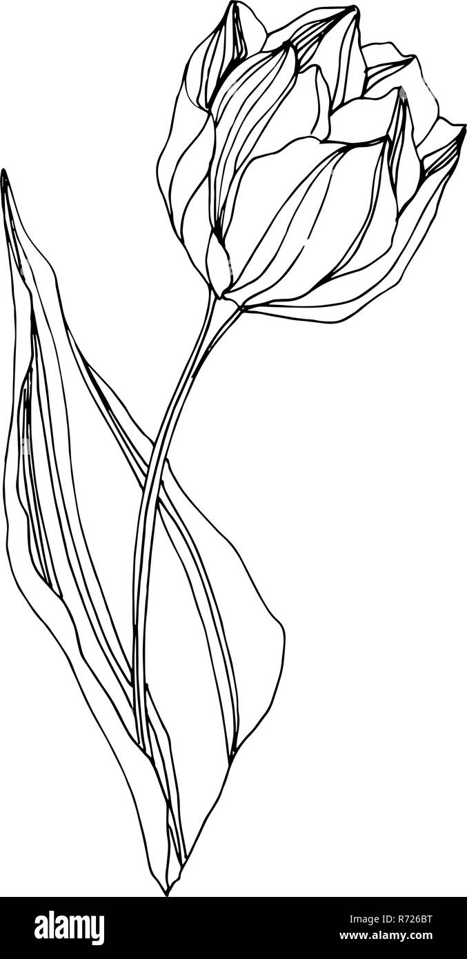 Vector Tulip Black and white engraved ink art. Floral botanical flower ...